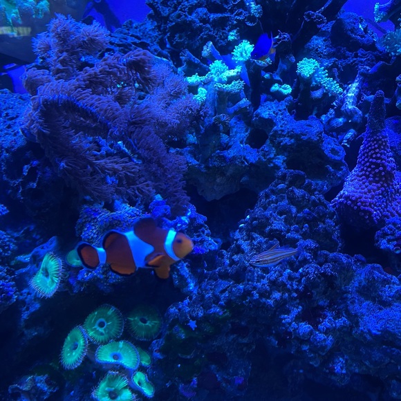 Meet your Posher, Nicole - Picture 1 of 1